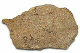 Dinosaur (Triceratops) Frill Shield Section - Montana #338938-1